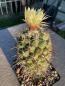 Preview: Coryphantha cornifera